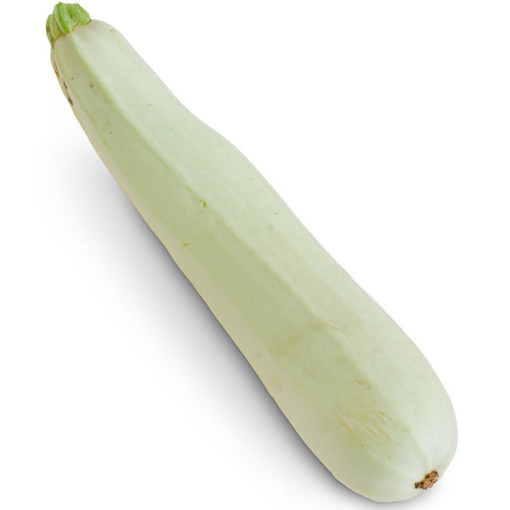 Single Zucchini Long White of Palermo Summer Squash on a white background.