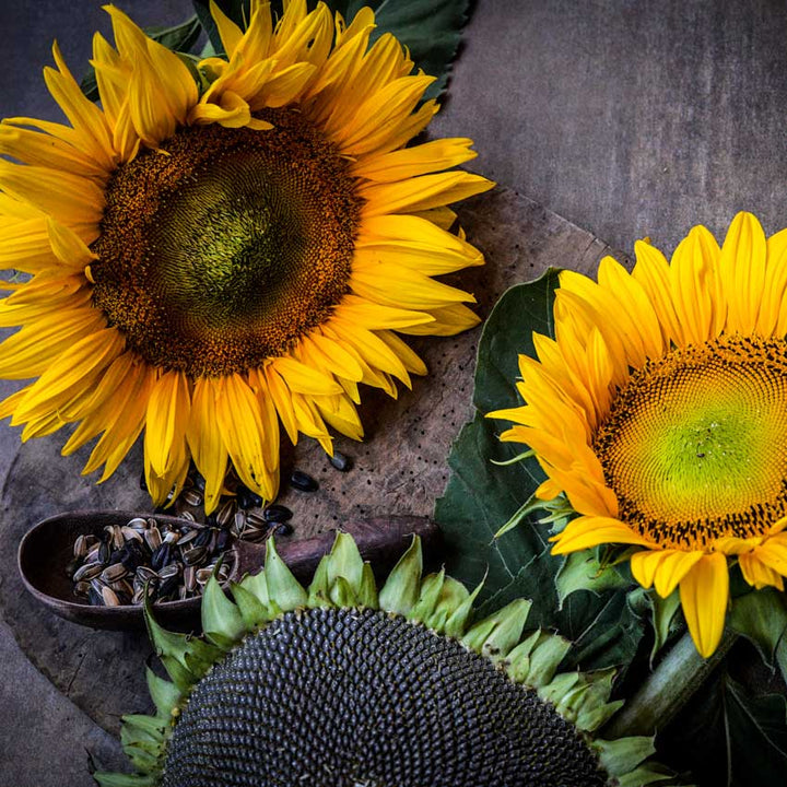 Three giant Arikara Sunflower blooms at different growth stages with a spoon full of sunflower seeds. against a brown background.