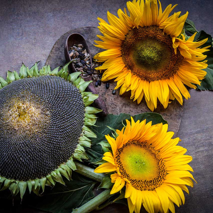 Three giant Arikara Sunflower blooms at different growth stages against a brown background.
