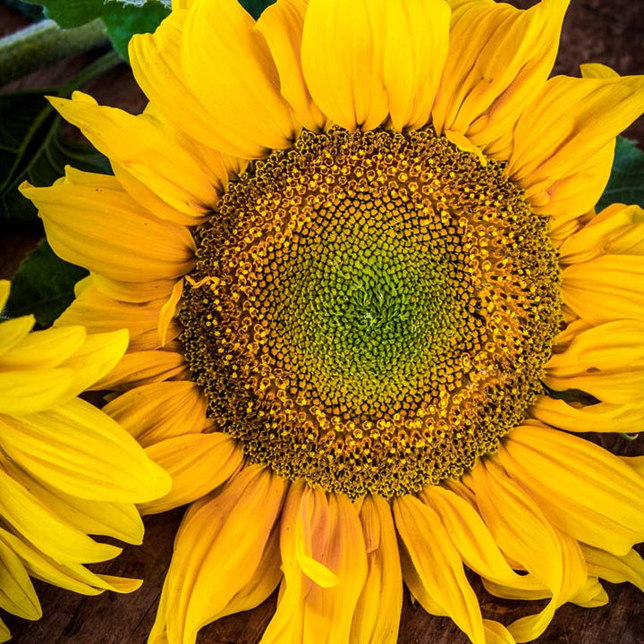Closeup of a single giant Arikara Sunflower bloom against a brown background.