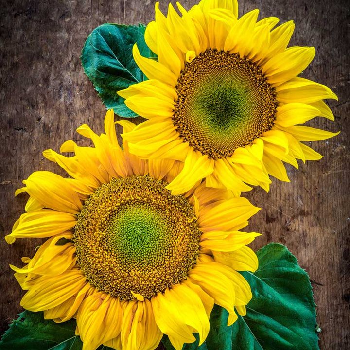 Two giant Arikara Sunflower blooms against a brown wooden background.