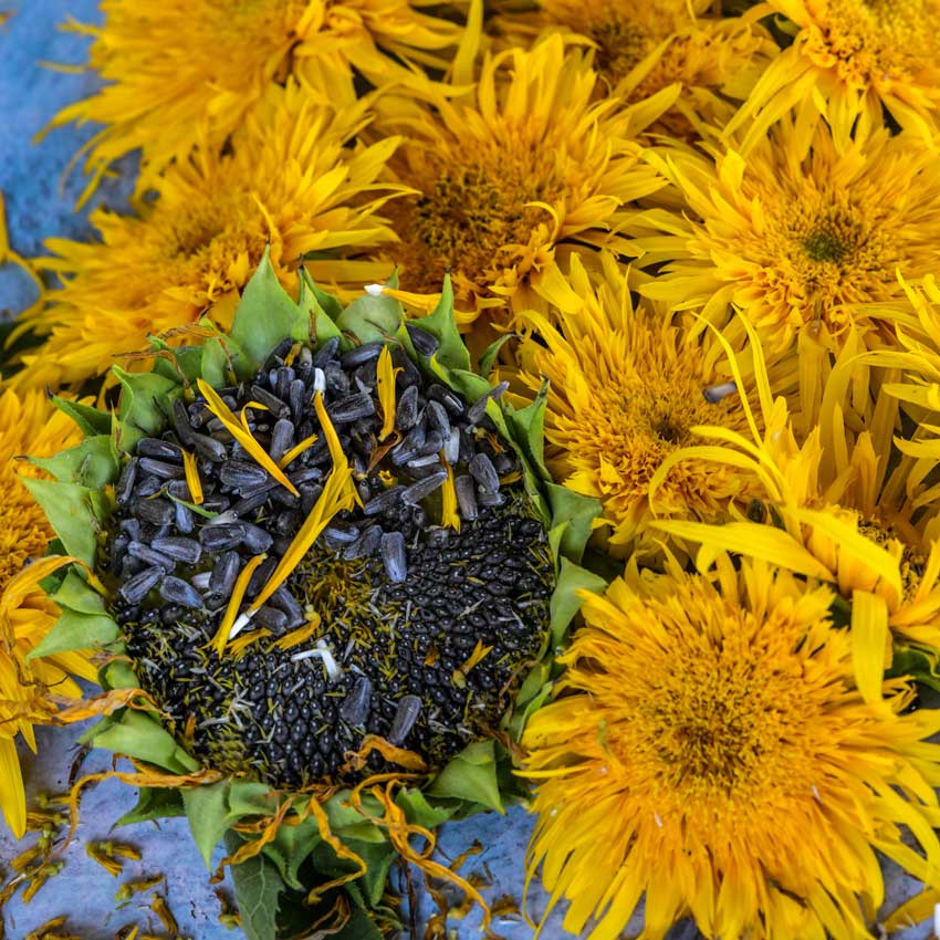 Astra Gold Sunflower blooms and ripe seeds on a blue background.