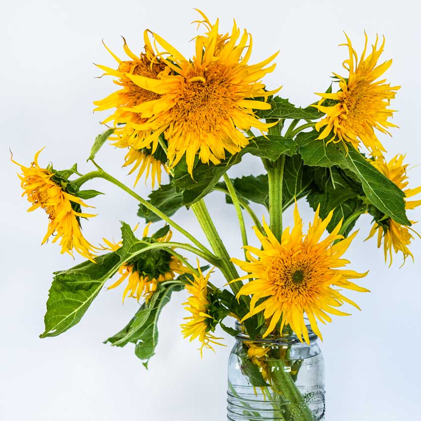 Astra Gold Sunflowers are arranged in a glass vase on a white background.