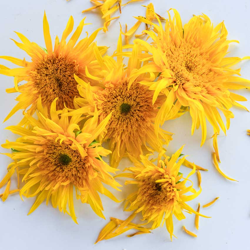 Astra Gold Sunflowers are arranged on a white background.