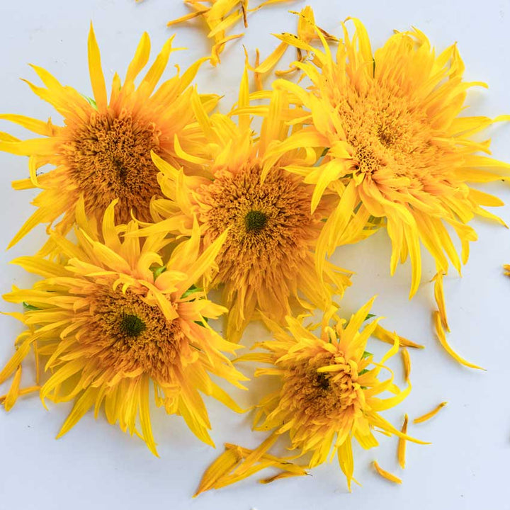 Astra Gold Sunflowers are arranged on a white background.