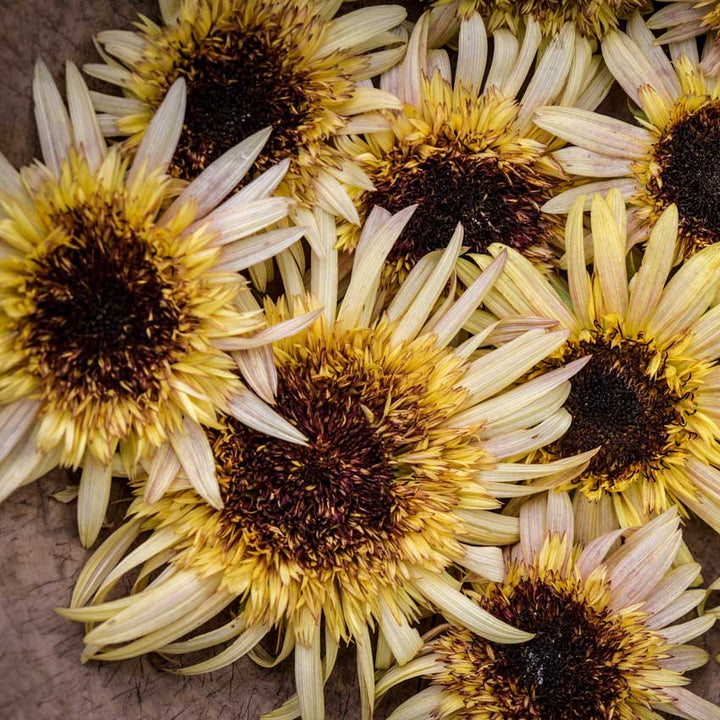 Close-up detail of a group of Astra Rose Cream Sunflowers on a wooden background.