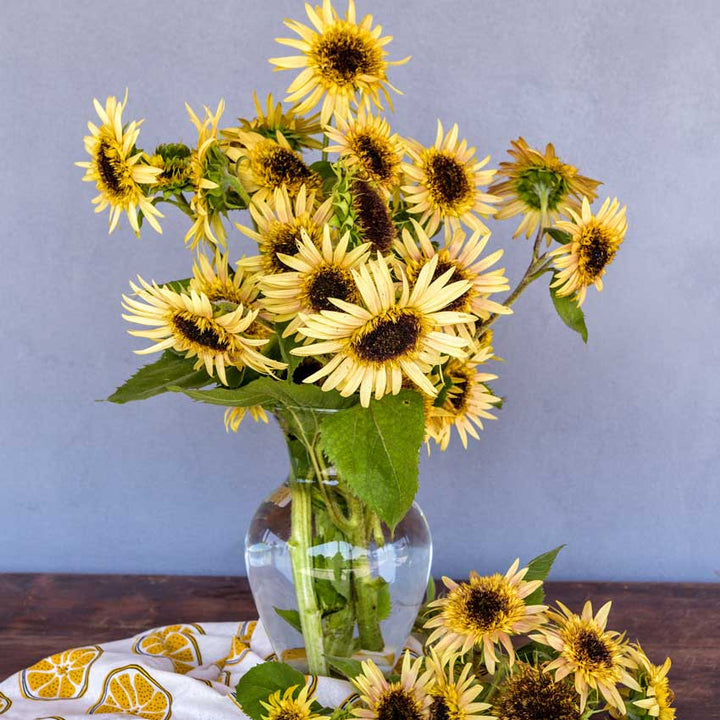 Astra Rose Cream Sunflowers in a glass vase on a wooden table.
