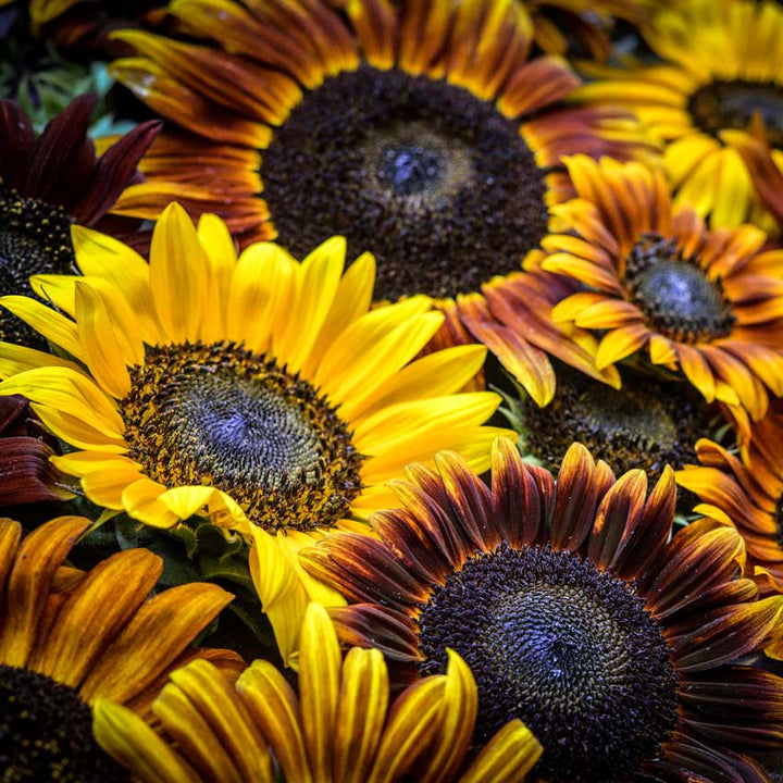 Closeup of Autumn Beauty Sunflower blooms on a dark background.