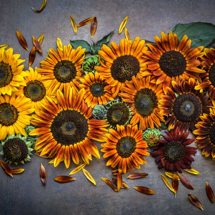 Several shades of Autumn Beauty sunflower heads arranged on a dark background.