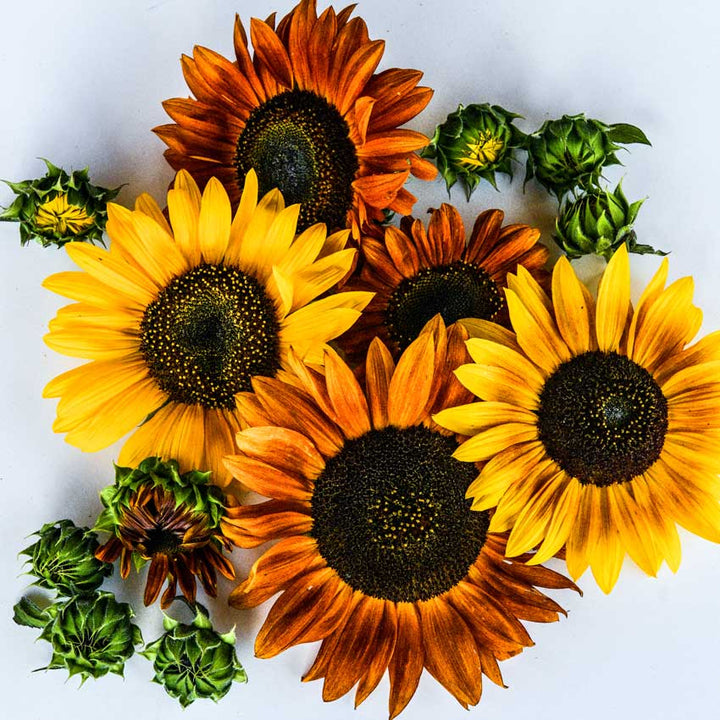 Autumn Beauty Sunflower blooms in different stages of growth on a white background.