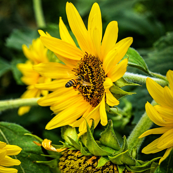 A bee gathers pollen from a Carousel Sunflower blooming in the gardens at Baker Creek.