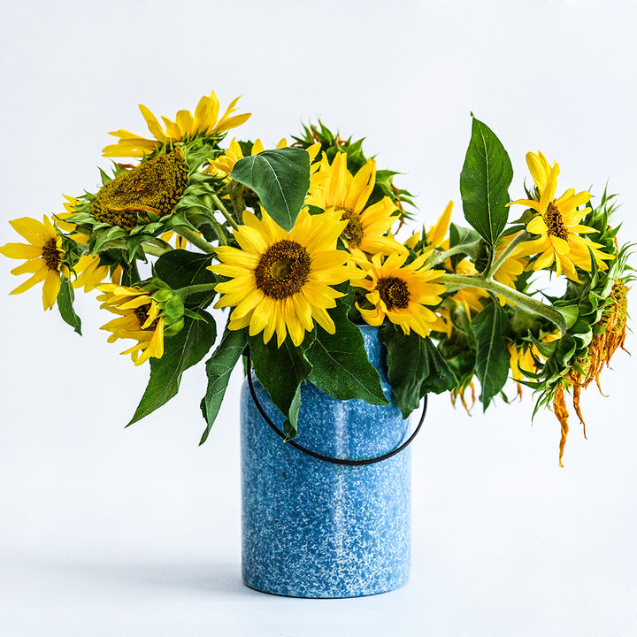 An arrangement of Carousel Sunflowers in a blue vase on a white background.