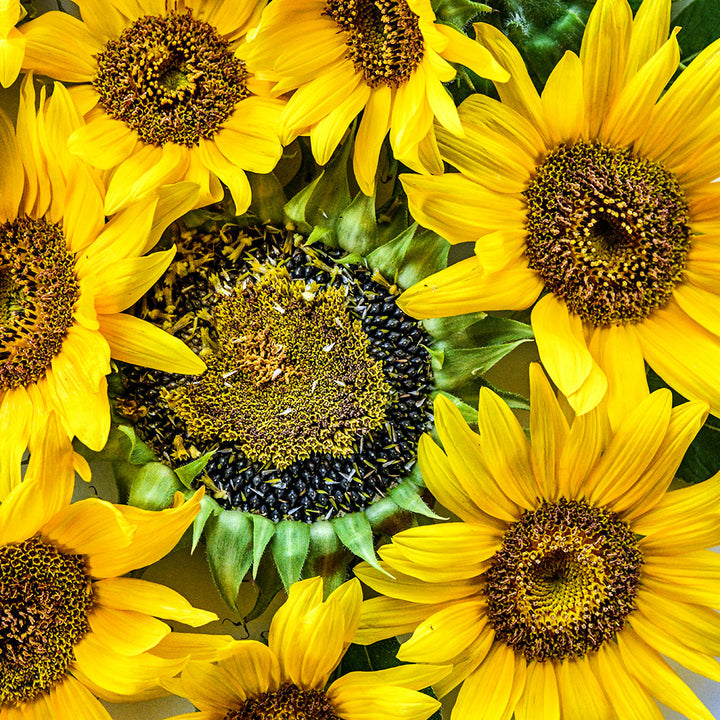 A close-up macro of Carousel Sunflowers with some that have mature seeds.