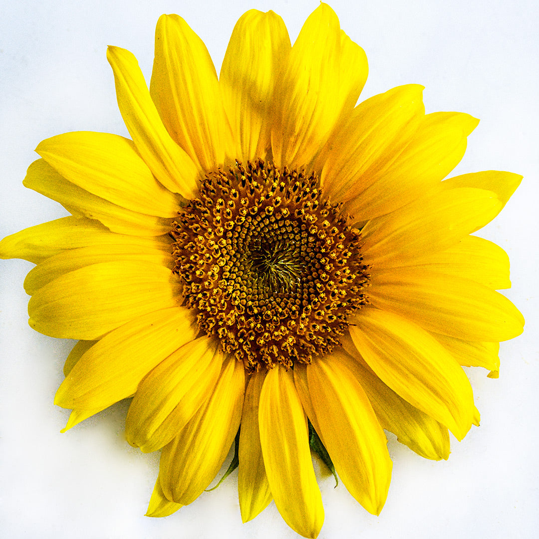 A single Carousel Sunflower on a white background.