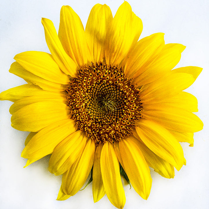 A single Carousel Sunflower on a white background.