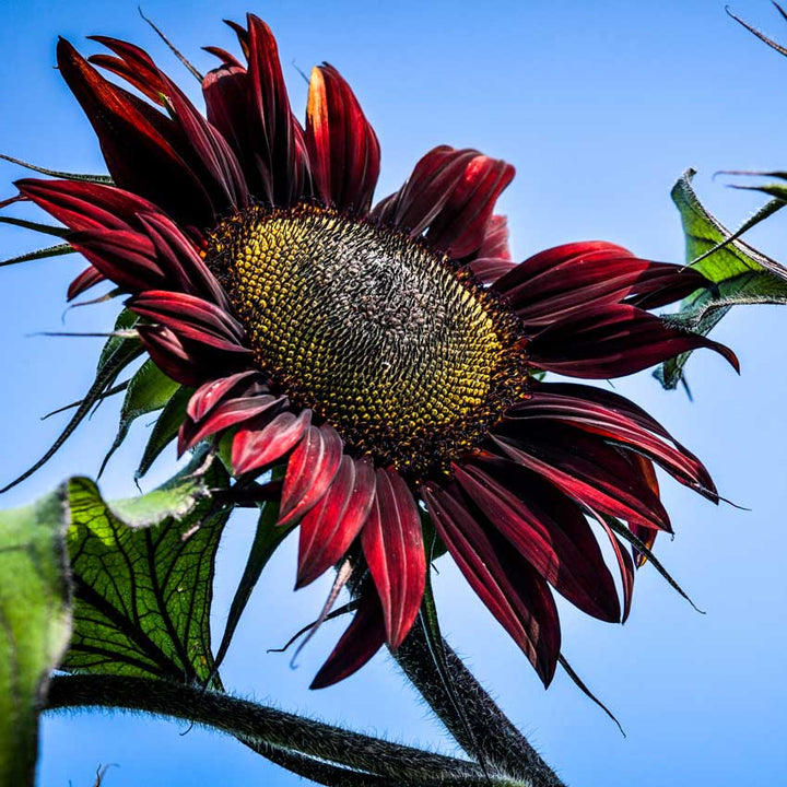 Close-up detail of a single Chocolate Cherry Sunflower bloom.