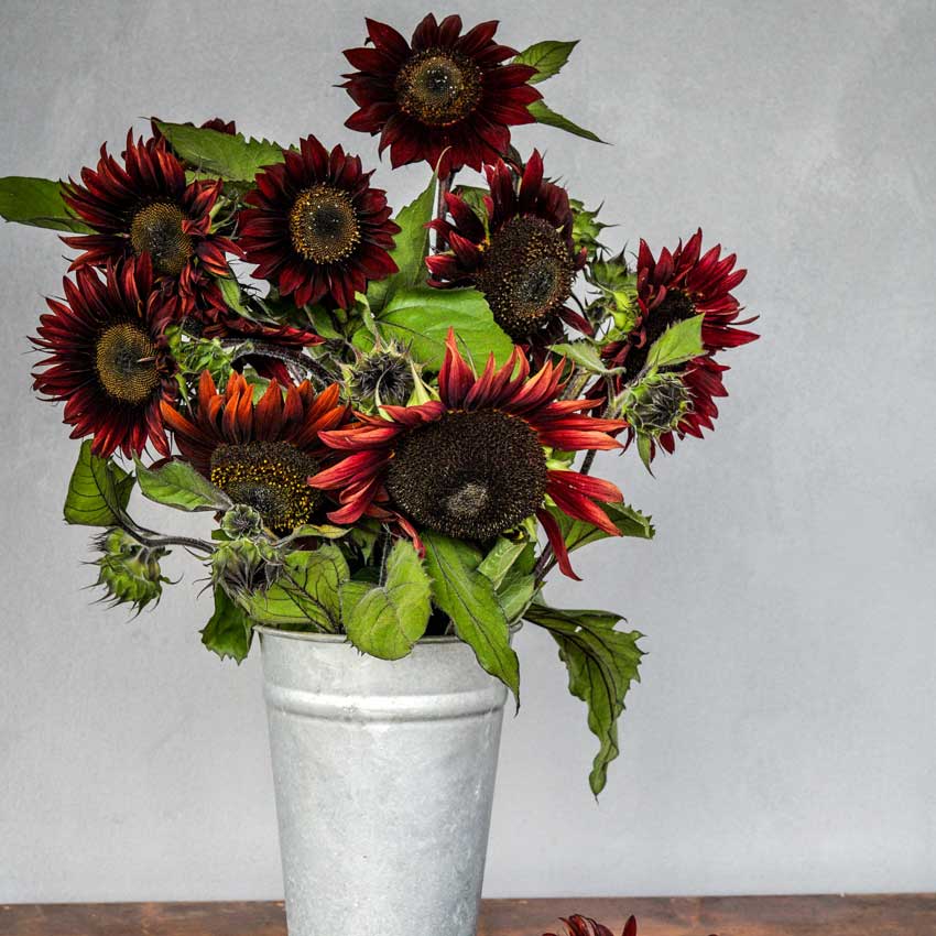 Chocolate Cherry Sunflowers in a metal vase on a white background.