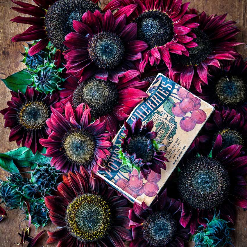Chocolate Cherry Sunflowers arranged in a vintage chocolate box.