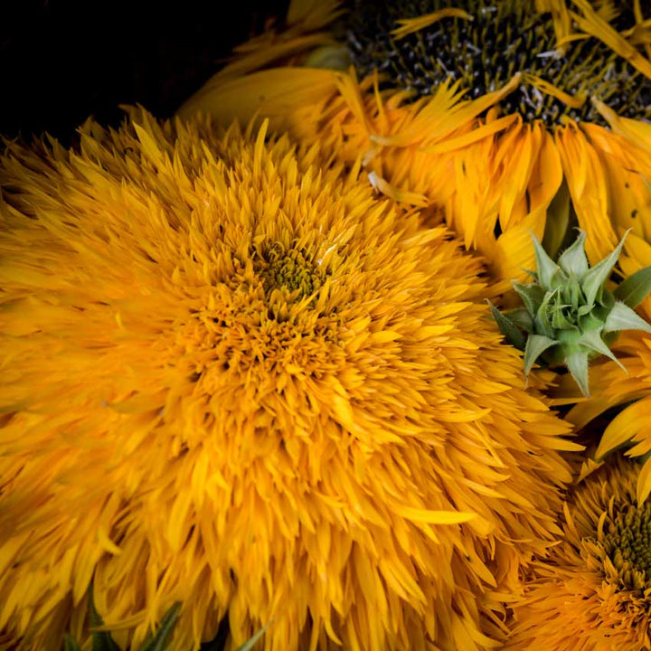 Closeup of a Double Sunking Sunflowers and seedhead.