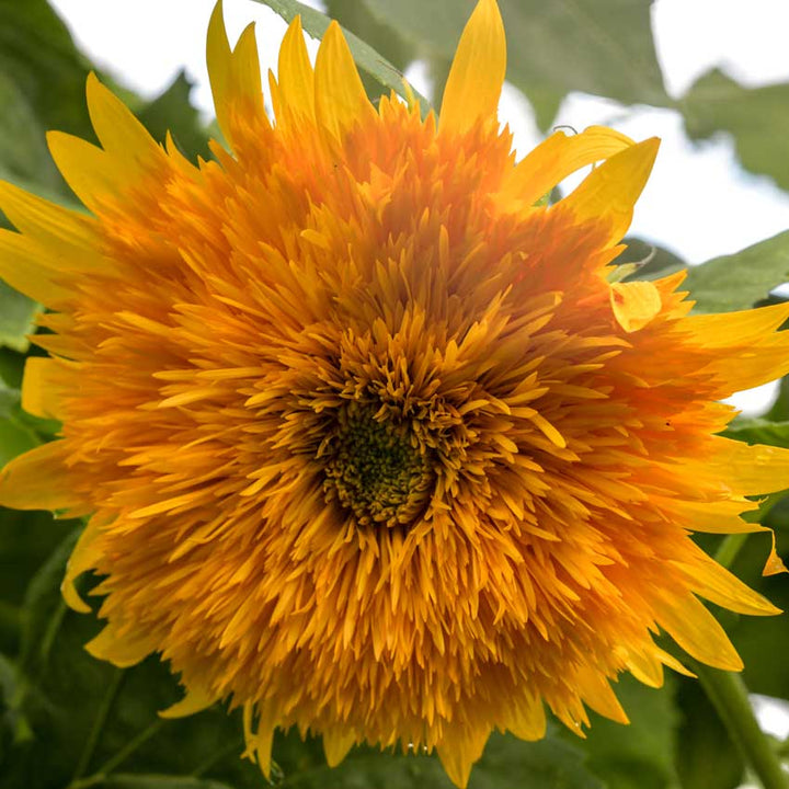 Sunflower Seeds, Double Sunking
