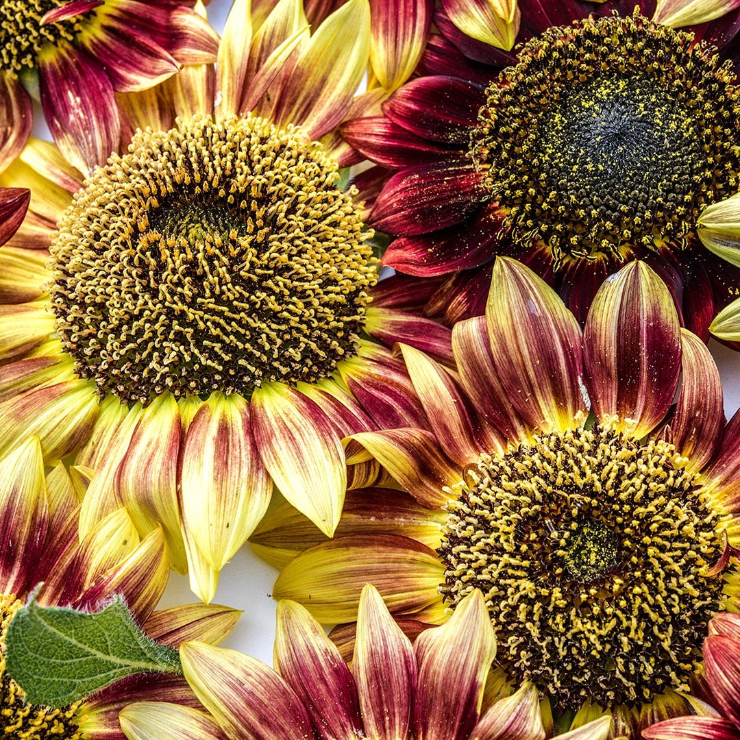 Close-up detailed view of Floristan Sunflowers.