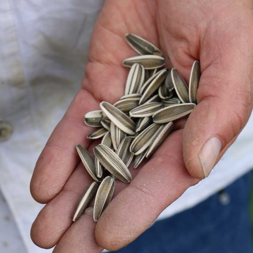 Mongolian Giant Sunflower seeds held in a hand.