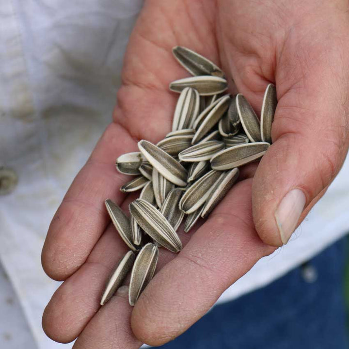 Mongolian Giant Sunflower seeds held in a hand.