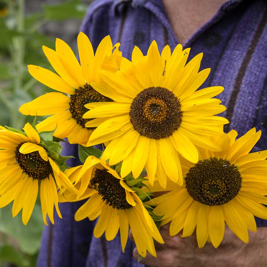 Several Henry Wilde Sunflowers are held by a gardener with a purple shirt.