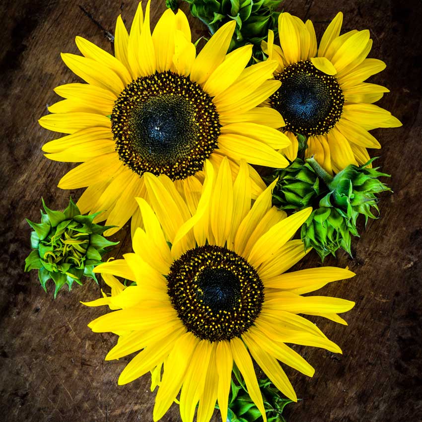 Three Henry Wilde Sunflowers and buds on a wooden background.