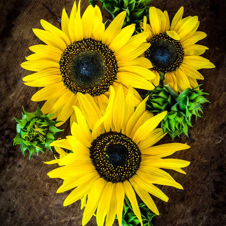 Three Henry Wilde Sunflowers and buds on a wooden background.