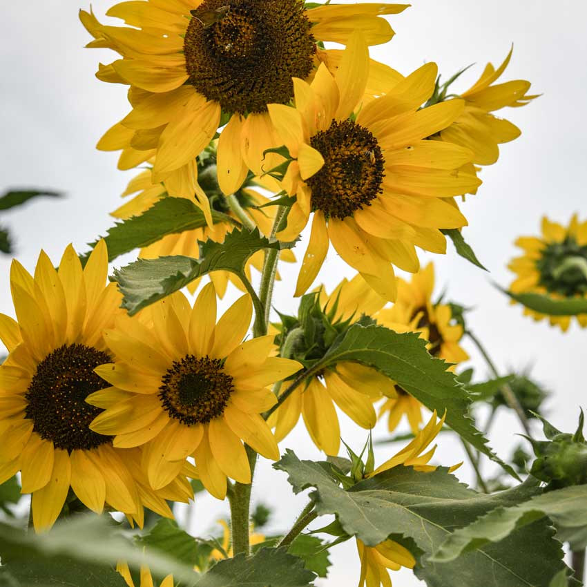 A Henry Wilde Sunflower growing in the garden.