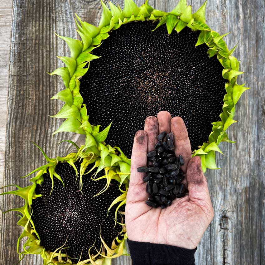 Two Hopi Black Dye Sunflowers on a wooden table with a handful of sunflower seeds above.