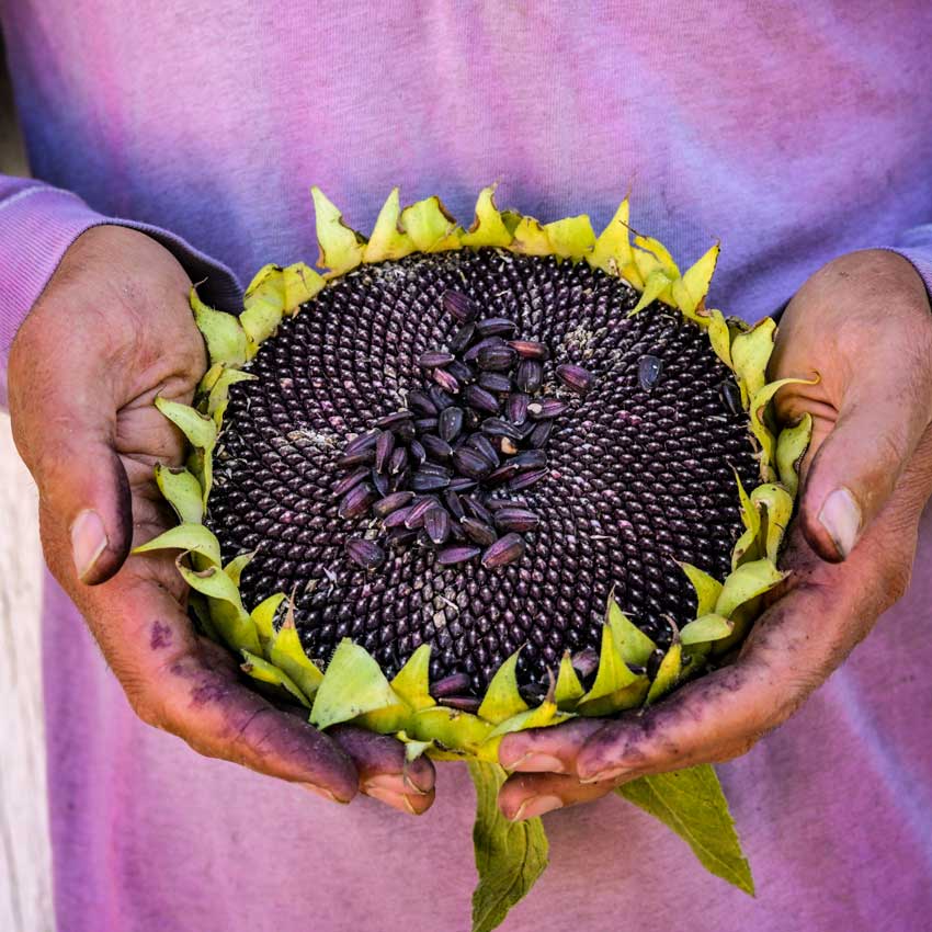 Hopi Black Dye Sunflower held with two hands with a purple shirt background.