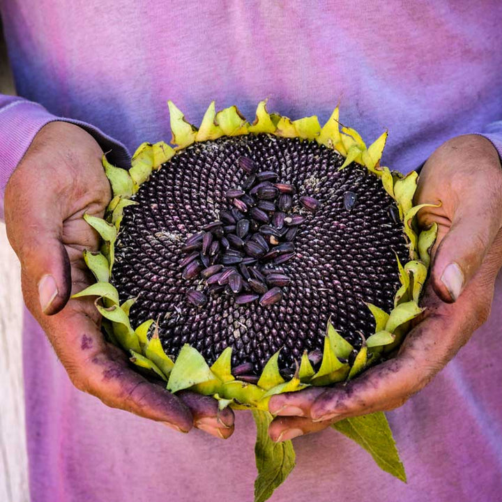 Hopi Black Dye Sunflower held with two hands with a purple shirt background.