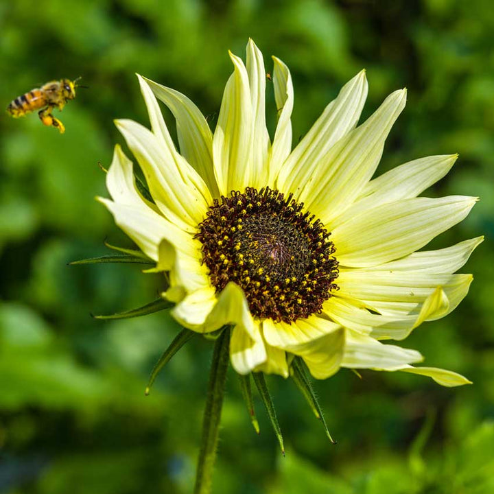 A single Ice Cream Sunflower against the green defocused field with a pollinator.
