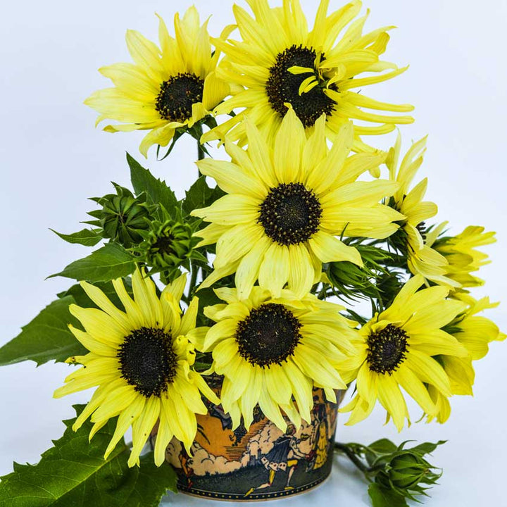 An arrangement of Ice Cream Sunflowers in a ceramic vase. against a white background.
