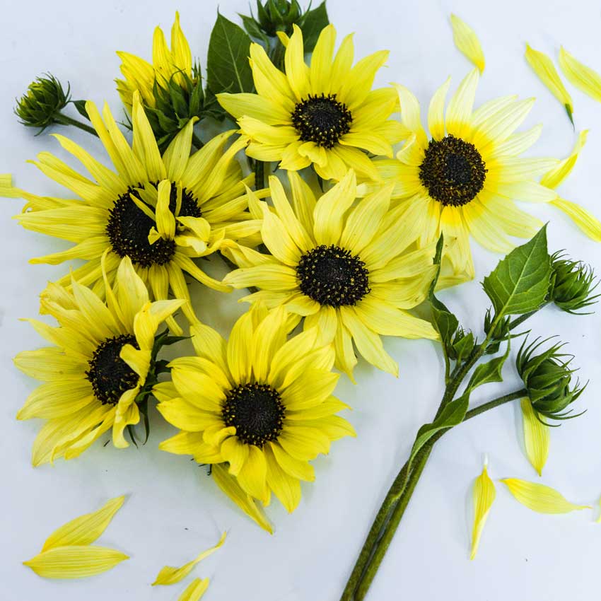 Ice Cream Sunflowers arranged on a white background.