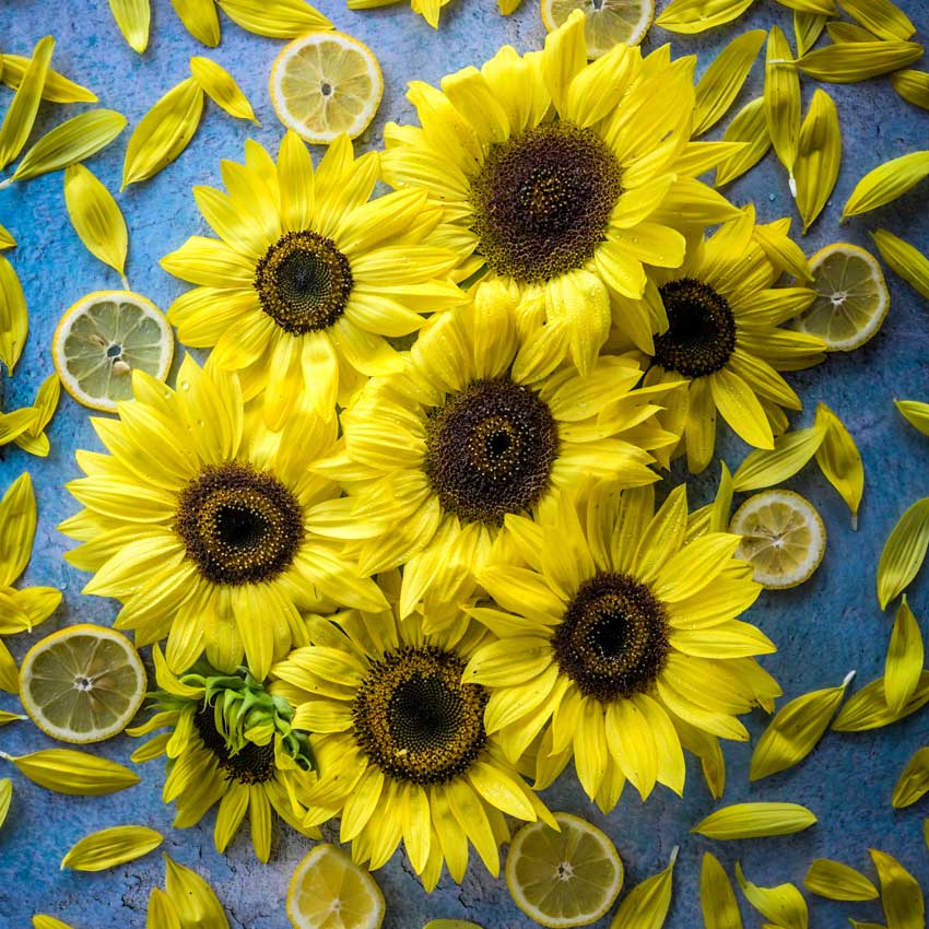 An array of Lemon Queen Sunflowers with lemon slices on a bright blue background.
