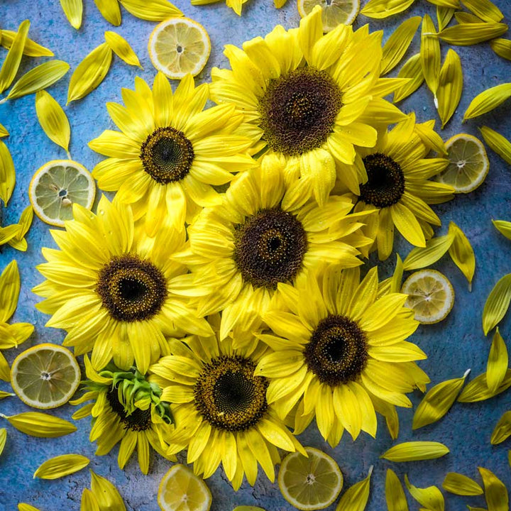 An array of Lemon Queen Sunflowers with lemon slices on a bright blue background.