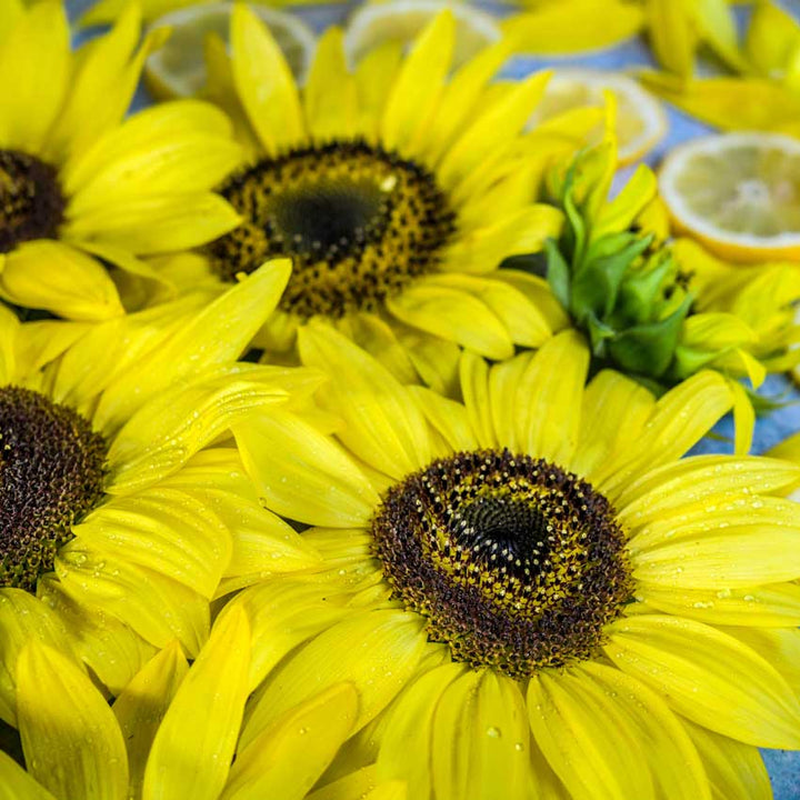 Closeup of an array of Lemon Queen Sunflowers with lemon slices on a bright blue background.