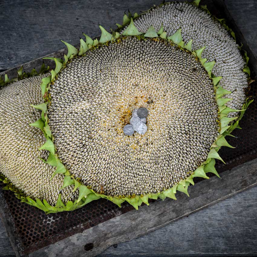 Three Mammoth Grey Striped Sunflower heads on an old metal and wooden background.