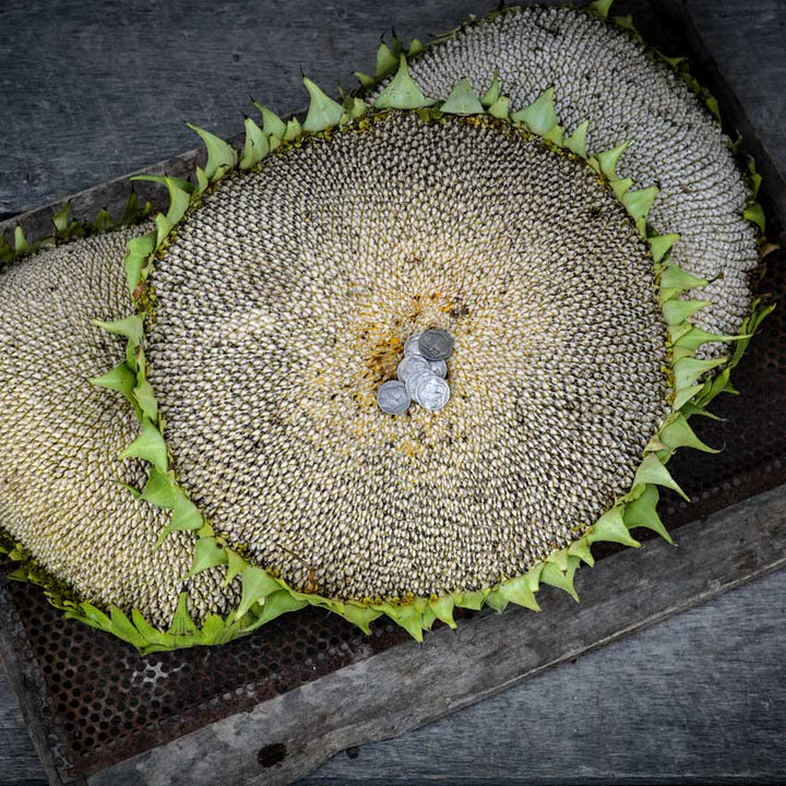 Three Mammoth Grey Striped Sunflower heads on an old metal and wooden background.