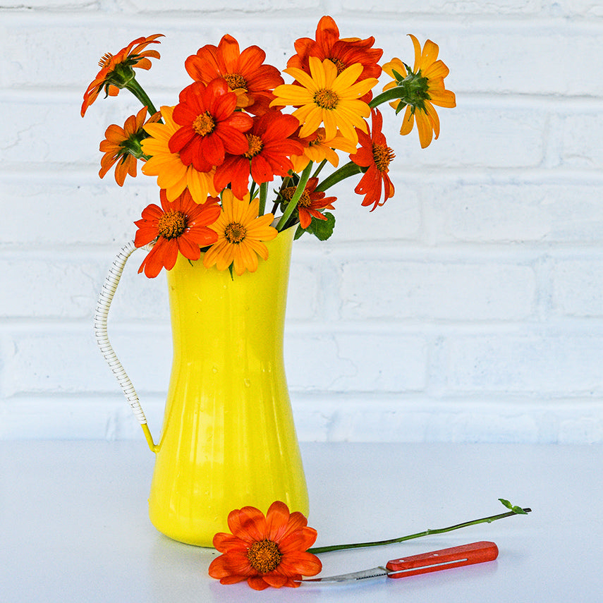 Arcadian Blend Mexican Sunflowers in a bright yellow pitcher with an orange knife on a high key background.