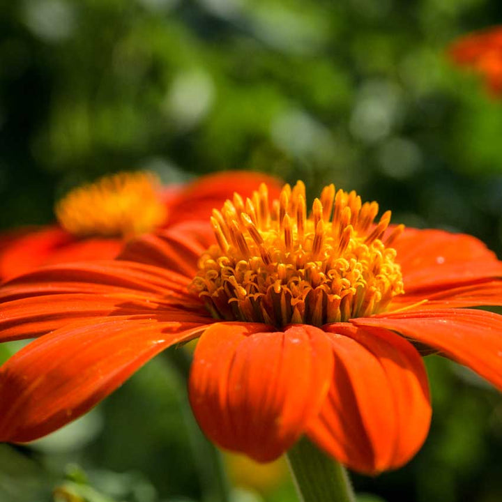 Single Mexican Red Torch Sunflower seen from the side in the garden.
