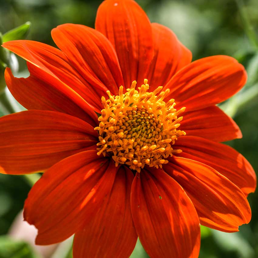 Closeup of a single Mexican Red Torch Sunflower in the garden.