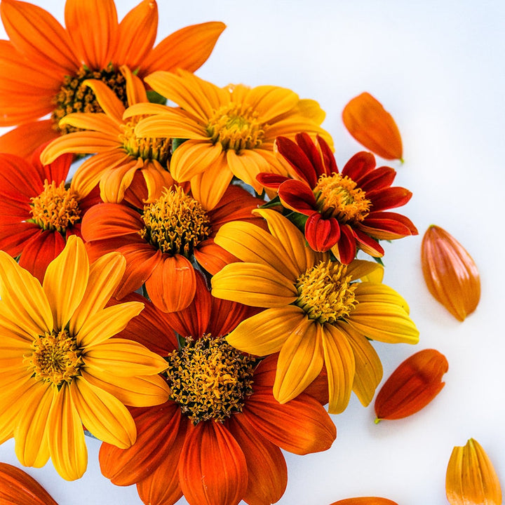 A close-up view of several of the Arcadian Blend Mexican Sunflowers on white background.