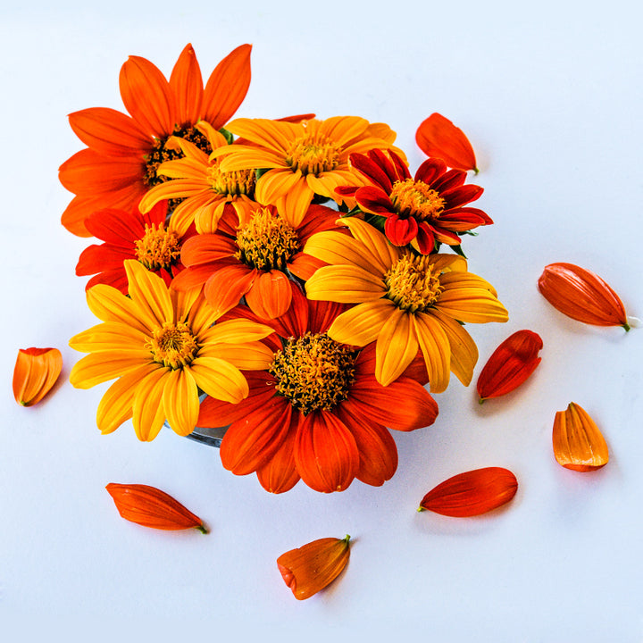 Arcadian Blend Mexican Sunflowers arranged on a white background surrounded by petals.
