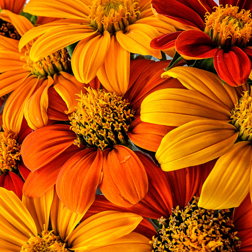 A close-up macro view of Arcadian Blend Mexican Sunflowers.