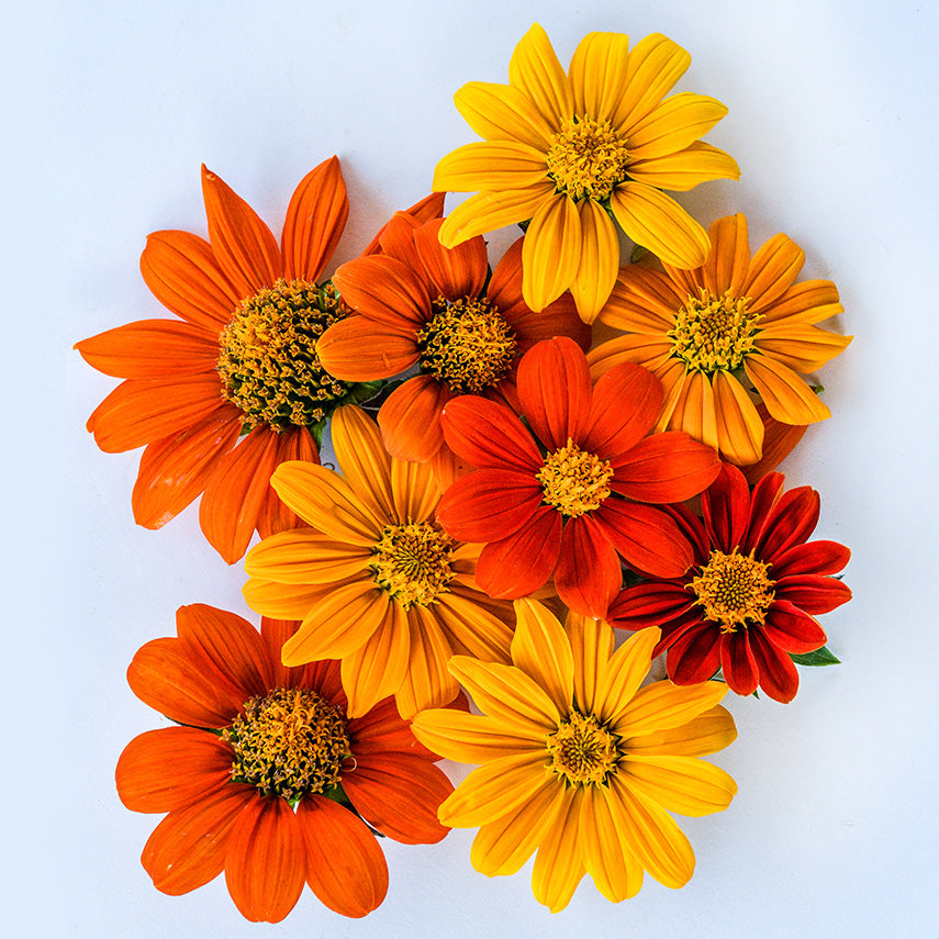 An overhead angle of Arcadian Blend Mexican Sunflowers that shows the mix&