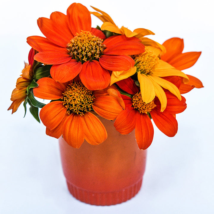 Arcadian Blend Mexican Sunflowers arranged in an orange cup on white background.
